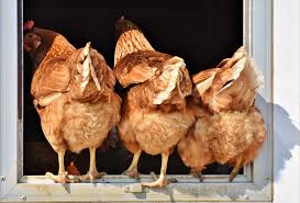 America's largest outdoor kitchen manufacturer. Keeping Backyard Chickens Swanbourne Vet Centre