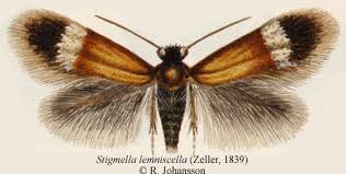 Image result for Stigmella lemniscella