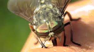 A Horse Fly S Bite Is As Interesting As It Is Terrifying Or Maybe Just Down Right Horrific Interestingasfuck