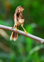Creepy Bird With Big Mouth Dump Of Disturbing Funny Things Funny Drawings Animals Bored Panda