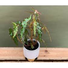 Begonia is a genus of perennial flowering plants in the family begoniaceae. Begonia Amphioxus 9 90