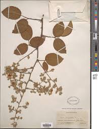 Image result for Rubus steudneri