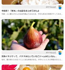 A4p 自家用 完熟いちじく ４パック入り１箱 農家漁師から産地直送の通販 ポケットマルシェ