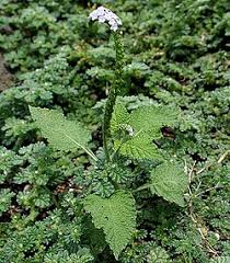 Image result for Heliotropium indicum