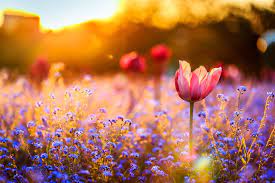 Field of flowers background images. Wallpaper 2048x1365 Px Field Flowers Nature 2048x1365 Wallup 1032680 Hd Wallpapers Wallhere