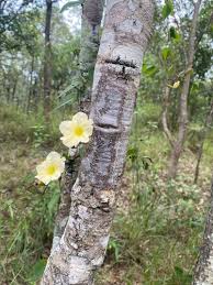 Image result for Merremia verecunda