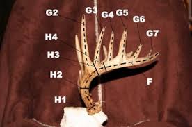 Boone Crockett Scoring Terminology