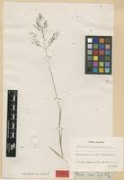 Image result for Sporobolus ioclados