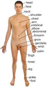 File:Naked human male body front anterior (annotated-en).png - Wikipedia