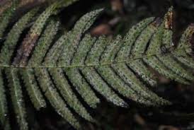 Image result for Blechnum australe
