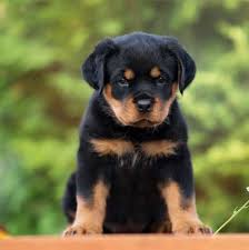 You could find rottweiler puppies under this price range here: Rottweiler Heavy Bone Pro Breeds