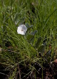 Image result for Convolvulus ocellatus