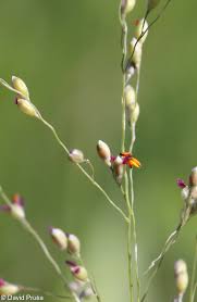 Image result for Panicum schinzii