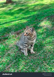 Brown Cat Sitting Outdoors Nature On Stock Photo 2379076519