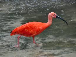 Click the animal to hear its sound, and it's name to hear it said out loud. Eudocimus Ruber Scarlet Ibis In Zoo Braunschweig