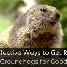 To keep mice away from bulbs, put crushed gravel in the planting hole. 12 Effective Ways To Get Rid Of Groundhogs For Good Dengarden