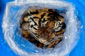 With mickey rourke, janel parrish, marshall manesh, daniel r. Das Tiger Kartell Zehn Europaische Tiger Reisen Ins Verderben