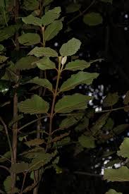 Image result for Curtisia dentata