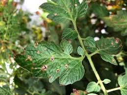 Image result for Septoria leaf spot of tomato