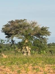 Image result for Trilepisium madagascariense