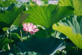 The Medicinal Wonders of Lotus Flower - Garden Collage Magazine