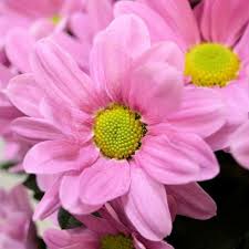 Chrysanthemum Spray X 5 Stems Pink Bunch Of Flowers Chrysanthemum Garden Center