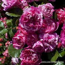 Rosier Grimpant Ines Sastre Meiteratol Conteneur 2 Litres Meilland Richardier Rose Flowers Plants