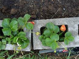In most of the united states, garden strawberries (fragaria x ananassa), which are generally hardy in u.s. How Will My Garden Grow Week 1 2 Cinder Block Garden Strawberry Plants Plants