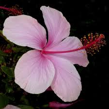 Image result for Hibiscus mastersianus