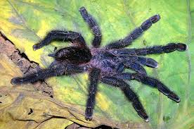 Karaczanami szarymi, tureckimi wylęgiem świerszcza. Ybyrapora Diversipes C L Koch 1842 Female Brazil Tarantulas Bird Spiders Rick West Arachnologist