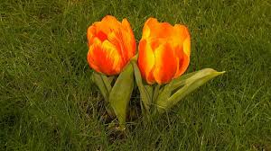Jetzt pflanzen für einen traumgarten im frühling. Tulpe Tulipa Im Pflanzenlexikon Gartennatur Com