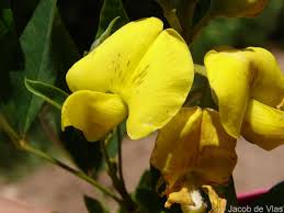 Image result for Crotalaria micans