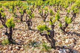 Vineyards Near Chateauneuf-du-Pape, Provence, France Stock Photo, Picture  And Royalty Free Image. Image 99605100.