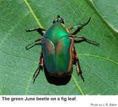 Check spelling or type a new query. Green June Bug In North Carolina Grapes Nc State Extension Publications
