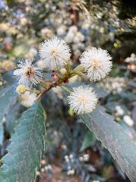 Image result for Cunoniaceae