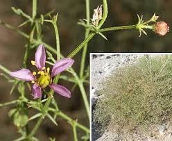 Image result for Fagonia