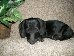 They come in two sizes: Miniature Dachshund Facts Info Temperament Puppies Pictures