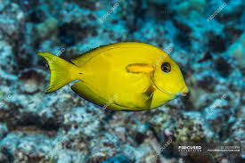 Orangebar Juvenil Surgeonfish Acanthurus Olivaceus Ao Largo Da Costa De Kona Ilha Do Havai Havai Estados Unidos Da America Clima Tropical Azul Stock Photo 205542456