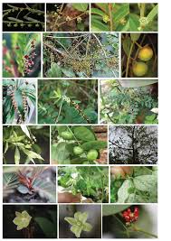 Image result for Phyllanthus ovalifolius