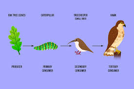 As seen in the food web, however, many carnivores can be in level 3 and 4. A Tropic Level Is A Nutritional Stage In Food Chain