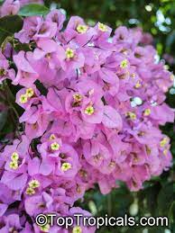 Very rare variety very much wanted because its. Bougainvillea Arborea Bougainvillea Toptropicals Com