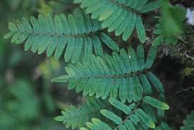 Image result for Pleopeltis