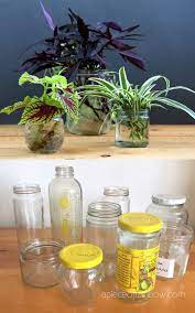 Grow Beautiful Indoor Plants In Water