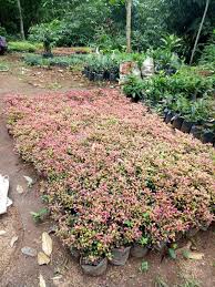 Secara generatif, perbanyakan bibit bunga krokot dimulai dengan menyemai benihnya (biji). Jual Krokot Merah Rp 2 000 Althenanthera Amoena Krokot Kriminil Sinox Nursery