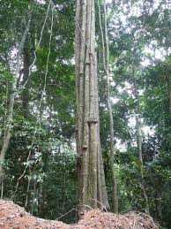 Image result for Synsepalum muelleri