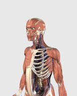 Upper torso anatomy / four abdominal quadrants and nine abdominal regions anatomy and physiology. Science Source Stock Photos Video Upper Torso Anatomy