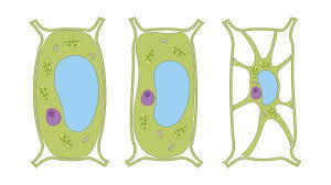 The cell wall surrounds the plant cell, algae, fungi and some types of bacteria, it is mainly composed of cellulose fibres, it supports and protects the cell, it allows the passage of water and dissolved substances through it easily because it is pitted. Cell Parts And Functions Biology Dictionary