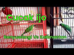 Salam burung mania dan kicau mania, untuk kali ini saya akan sedikit berbagi tentang perbedaan cucak ijo kalimantan degan cucak ijo sumatra.sebenarnya jika dilihat secara sepintas tidak ada bedanya antara cucak ijo dari banyuwangi. Cucak Ijo Tarung Ngentrok Kalimantan Vs Jember Green Leafbird Youtube