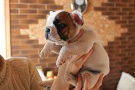 French bulldog dog breed information, pictures, care, temperament, health, puppies, breed history. French Bulldog Puppy S For Sale In Cincinnati Ohio Classified Americanlisted Com