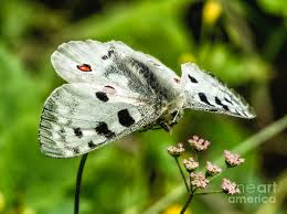 Image result for Parnassius apollo